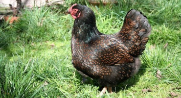 Popis kuřecího plemene barnevelder a jak se starat o ptáky